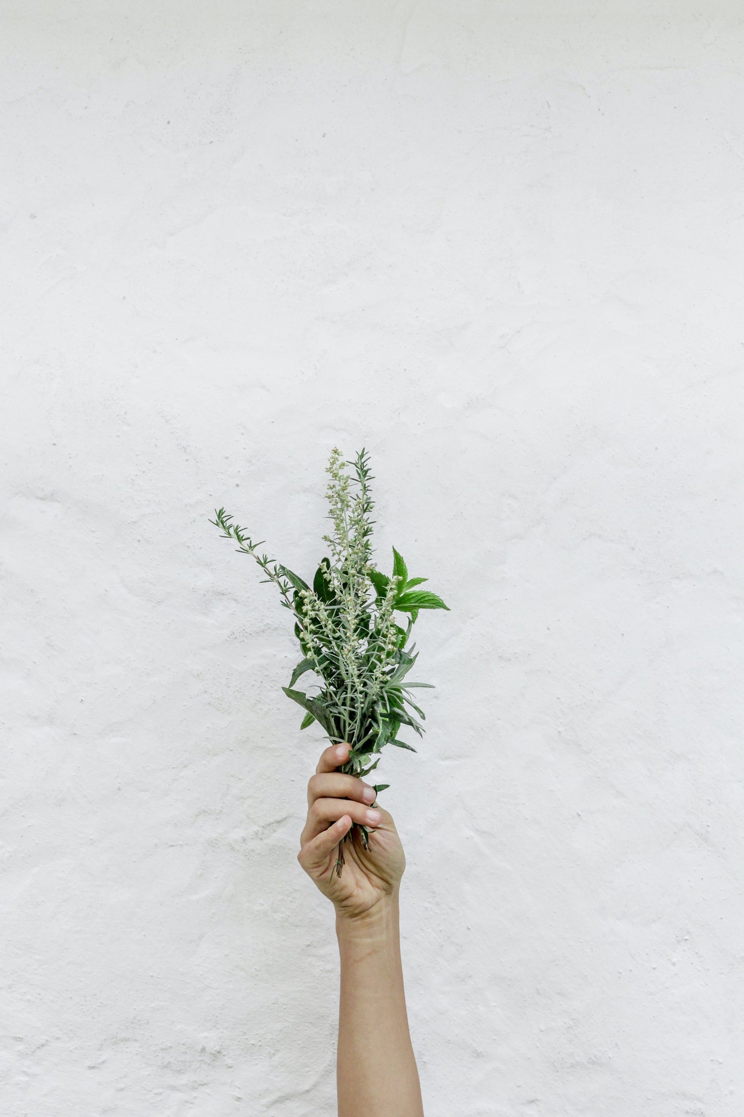 Hand holding leaves of all natural cold remedy