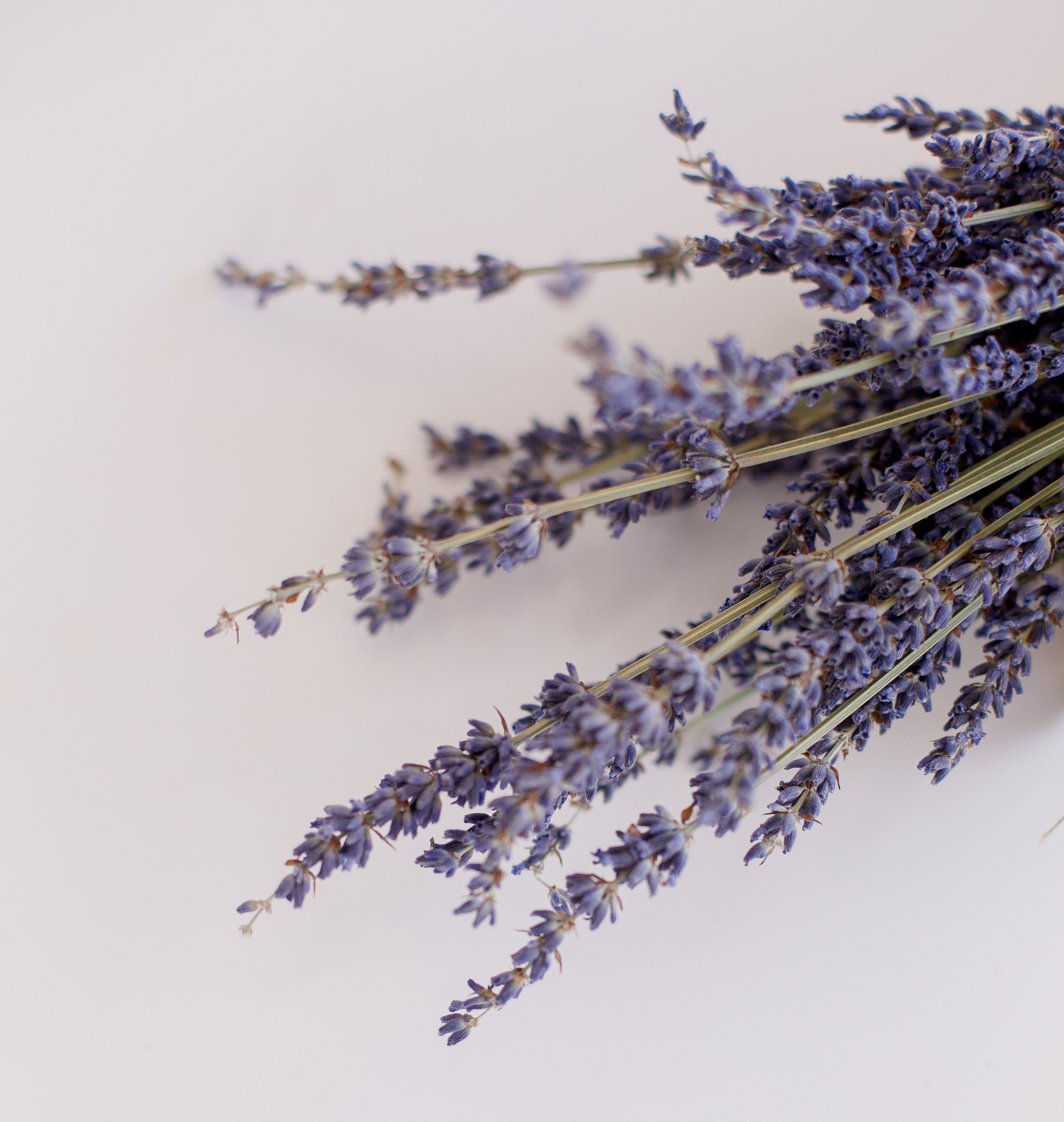 Dried Lavender